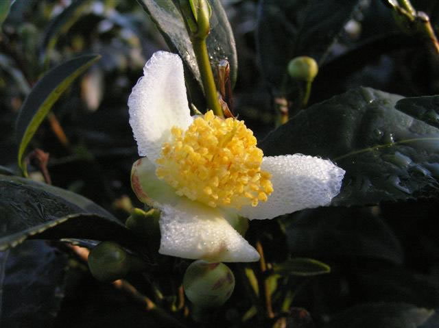 A tea flower